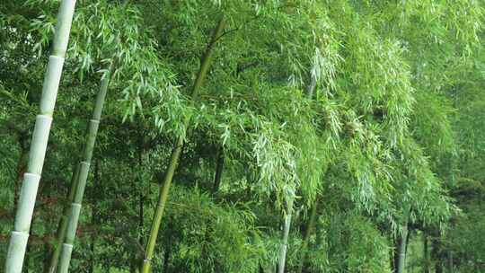 下雨天竹林景观特写，竹节挺拔竹叶繁茂