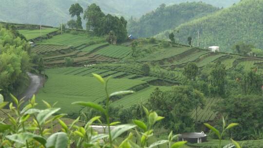 茶茶园茶山风光采茶