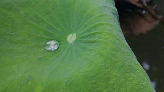 西双版纳热带雨林荷叶水泡水珠