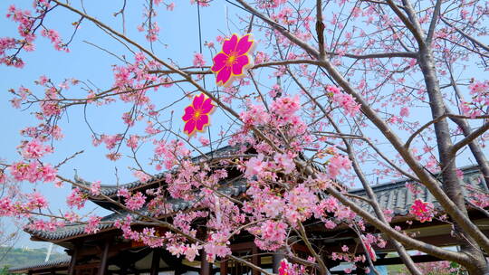 南宁青秀山樱花树中式园林庭院古建筑屋檐