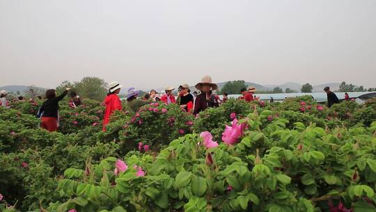 济南平阴芳蕾玫瑰种植基地