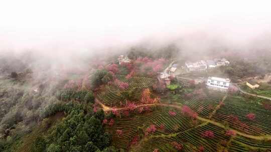 航拍云南无量山樱花茶园云海