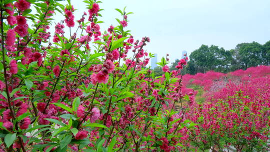 桃花林 树林 春暖花开 桃花坞 桃花园