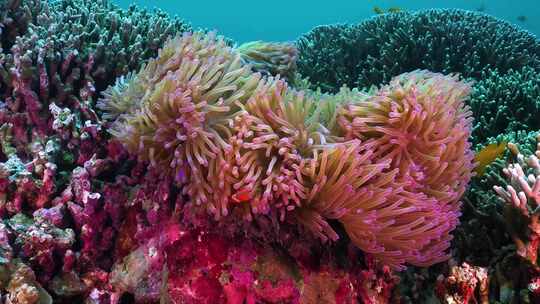 唯美珊瑚、蠕动珊瑚礁视频素材模板下载