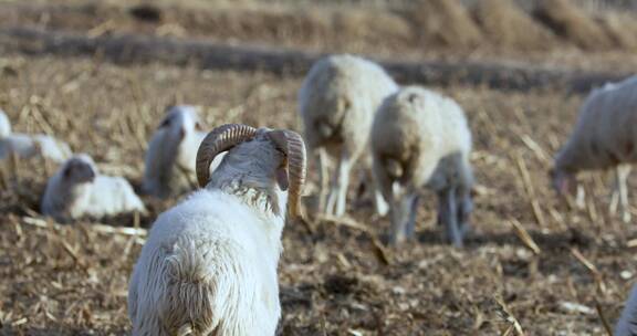 多角度拍摄牧羊羊群吃牧草素材合集