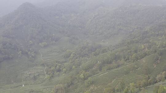 杭州西湖梅家坞茶园茶山