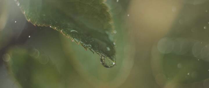 升格水打在枝叶上