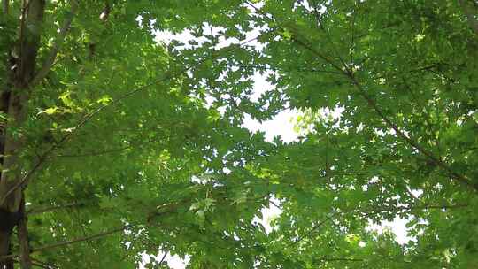 城市绿化夏日阳光树枝树叶植物鲜花实拍