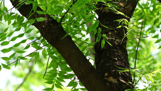 阳光森林树叶夏日自然大自然树林夏天