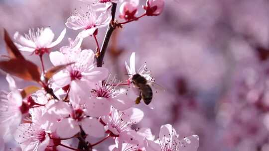 樱花盛开蜜蜂在采蜜空镜