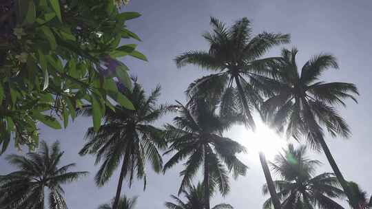 仰拍 棕榈树 热带植物园 假槟榔树 树林视频素材模板下载