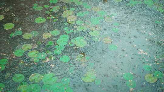 雨水惊蛰谷雨立春意境屋檐雨滴