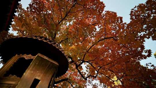 秋日枫树与传统建筑景观