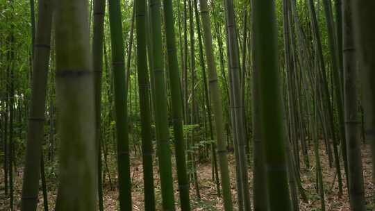 竹子竹林写意水墨