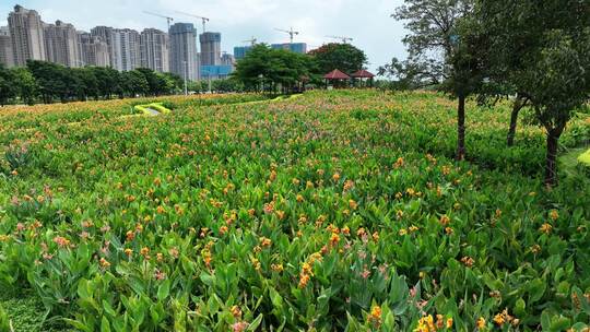 漳州市龙海角美镇花田美事花海湿地公园航拍