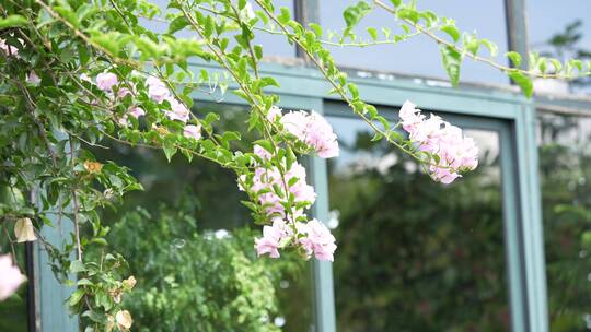 三角梅鲜花花朵微距特写