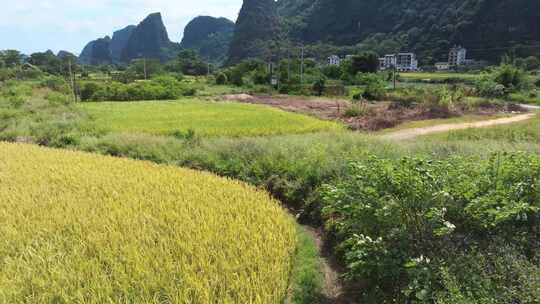 航拍阳朔遇龙河稻田秋收喀斯特地貌乡村振兴