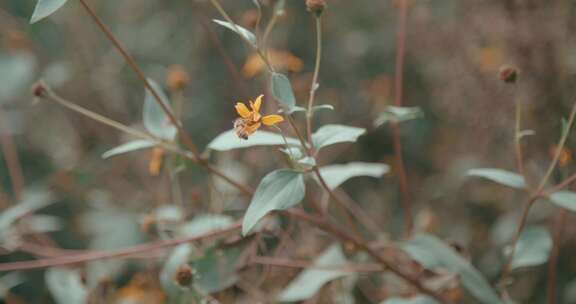 蜜蜂在黄色花蕾上收集花粉