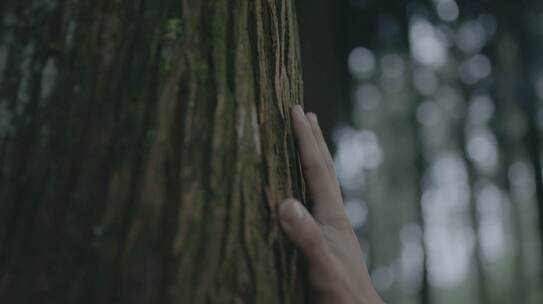 4K 森林 手抚摸大树 人物剪影 升格视频素材模板下载