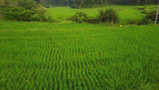 航拍农村水稻视频素材模板下载