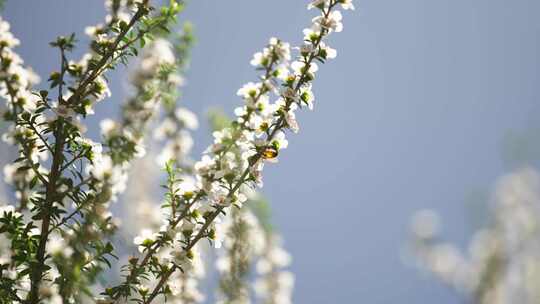 新西兰Manuka麦卢卡花丛 蜜蜂在花上采蜜