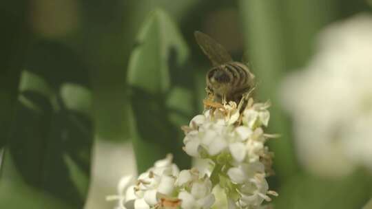 蜜蜂在野外采蜜视频素材模板下载