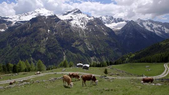瑞士山间奶牛3视频素材模板下载