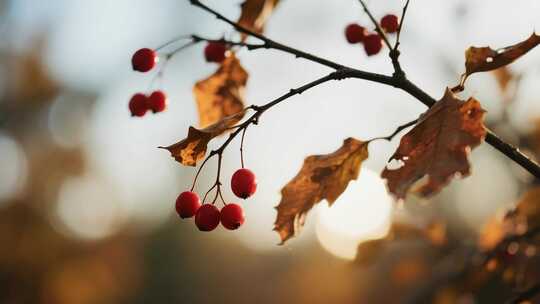 秋日枝头红果与枯叶特写