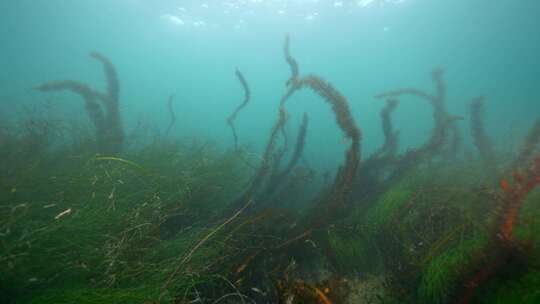 海藻，海洋，海洋生物，纪录片