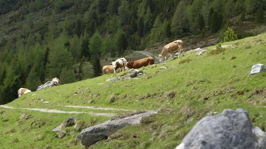 瑞士山间奶牛4