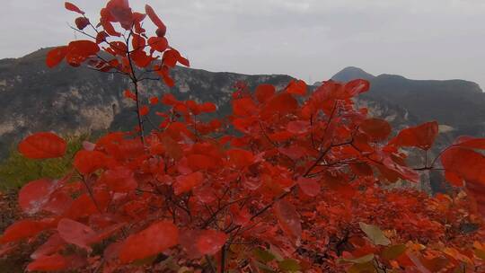深秋时节，满山红叶层林尽染视频素材模板下载