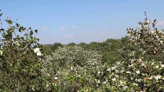 山茶树山茶花