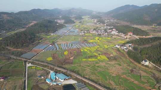 美丽乡村田园农业种植农作物油菜花航拍视频素材模板下载