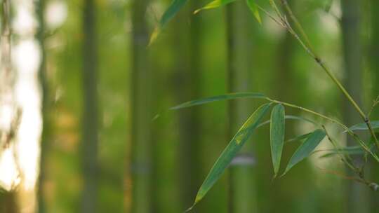 竹林  竹子  竹叶  绿色  阳光  植物