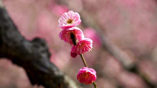 春天蜜蜂在梅花花朵上授粉采蜜