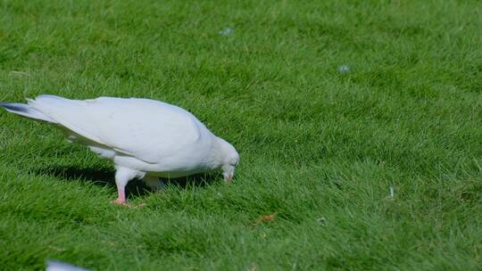 草地草坪上觅食的鸽子