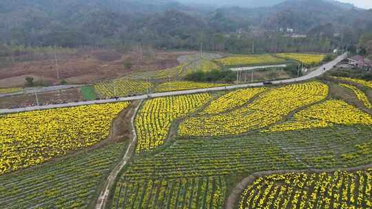 六安霍山菊花花海