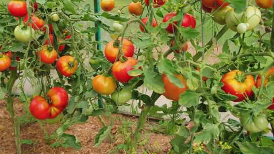 番茄西红柿种植基地