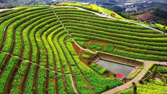 油菜花梯田露天环形剧场航拍