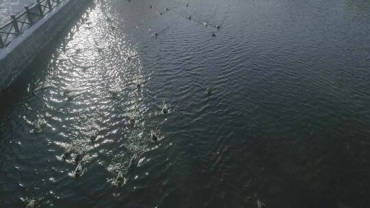 唯美冬季长白山二道白河野鸭子动物航拍视频素材模板下载