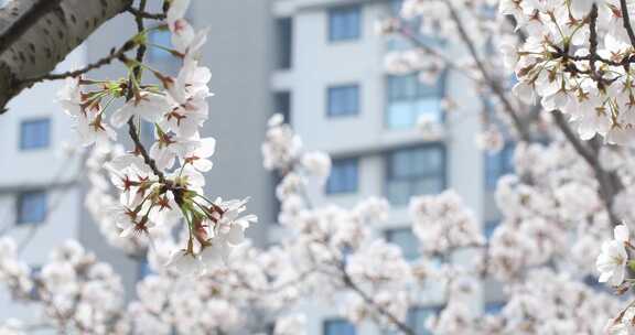 公寓楼前樱花盛开 春回大地阳光春意