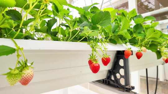 温室大棚草莓种植特写