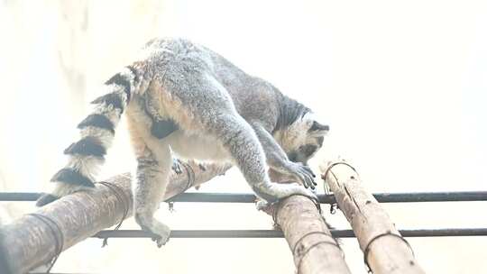 环尾狐猴 节尾狐猴 灵长目 狐猴科 猴子