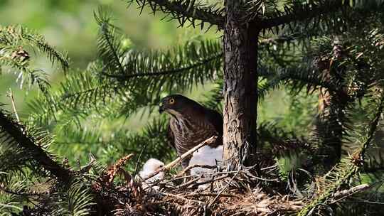 松树上的松雀鹰亲鸟营巢育雏