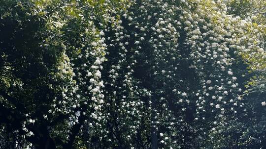 七里香花