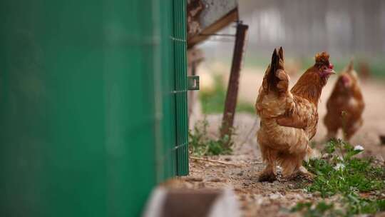 农业养殖养鸡鸡吃食视频素材模板下载