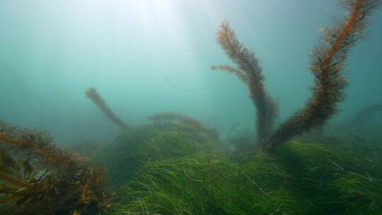 海底海草鱼类海洋生物