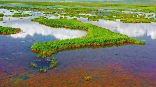 阿坝若尔盖花湖湿地视频素材模板下载