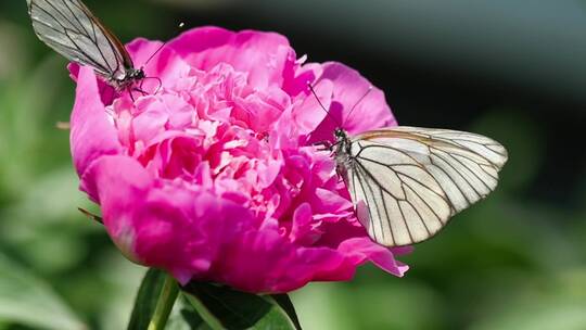 粉红色花朵上的黑白蝴蝶