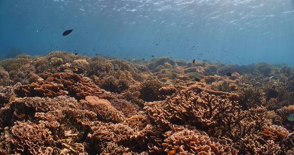 水下的珊瑚礁